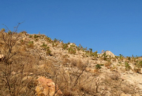 2006年(nián)城(chéng)陽崂山(shān)水(shuǐ)庫植樹(shù)活動成果展示