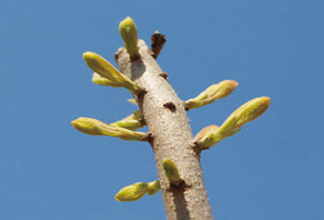 2006年(nián)城(chéng)陽崂山(shān)水(shuǐ)庫植樹(shù)活動成果展示