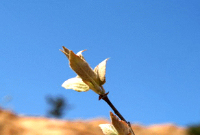 2006年(nián)城(chéng)陽崂山(shān)水(shuǐ)庫植樹(shù)活動成果展示